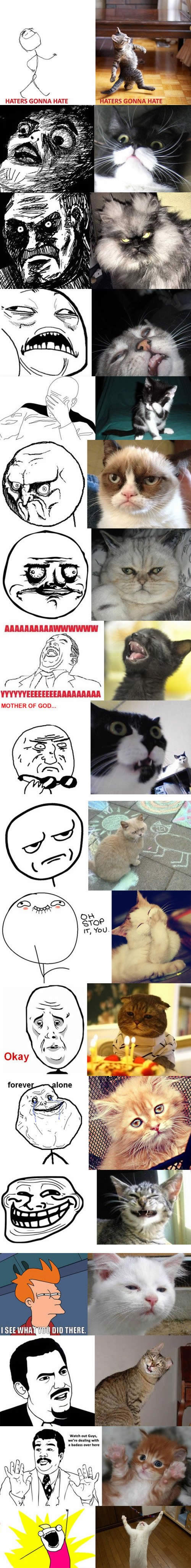 Memes x Gatos